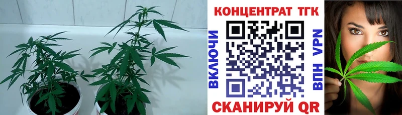 закладки Оленегорск Дистиллят ТГК концентрат